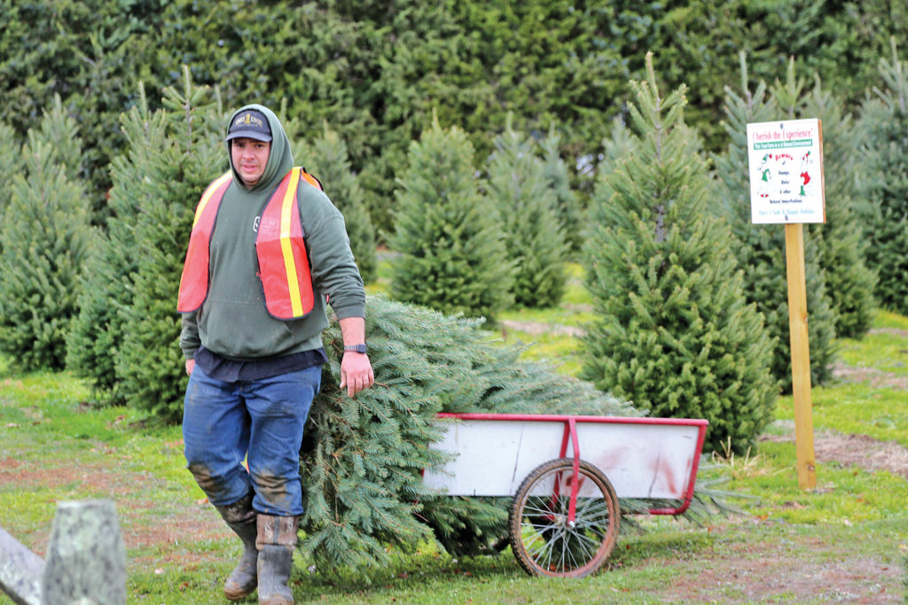 In the market for a Christmas tree? Prices might be a bit higher this year as demand soars
