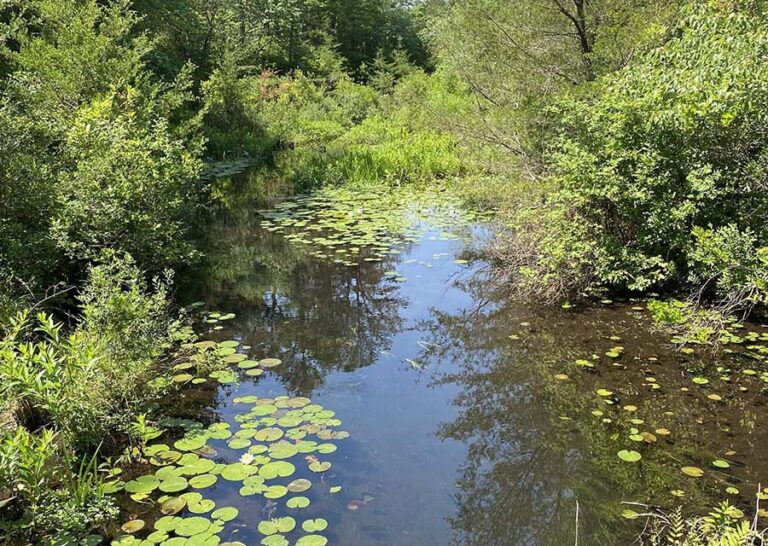 Mosquito spraying scheduled in Riverhead, Southold - Riverhead News Review