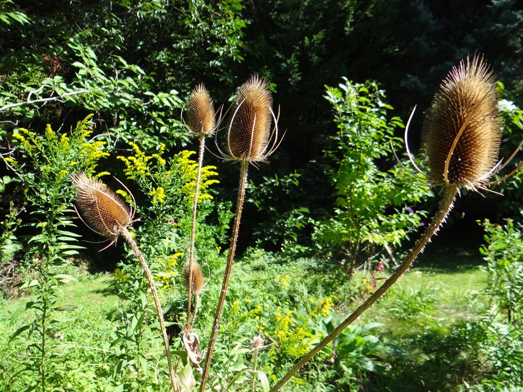 ReWild North Fork's Spring Sustainable Garden and Meadow Tour returns next month