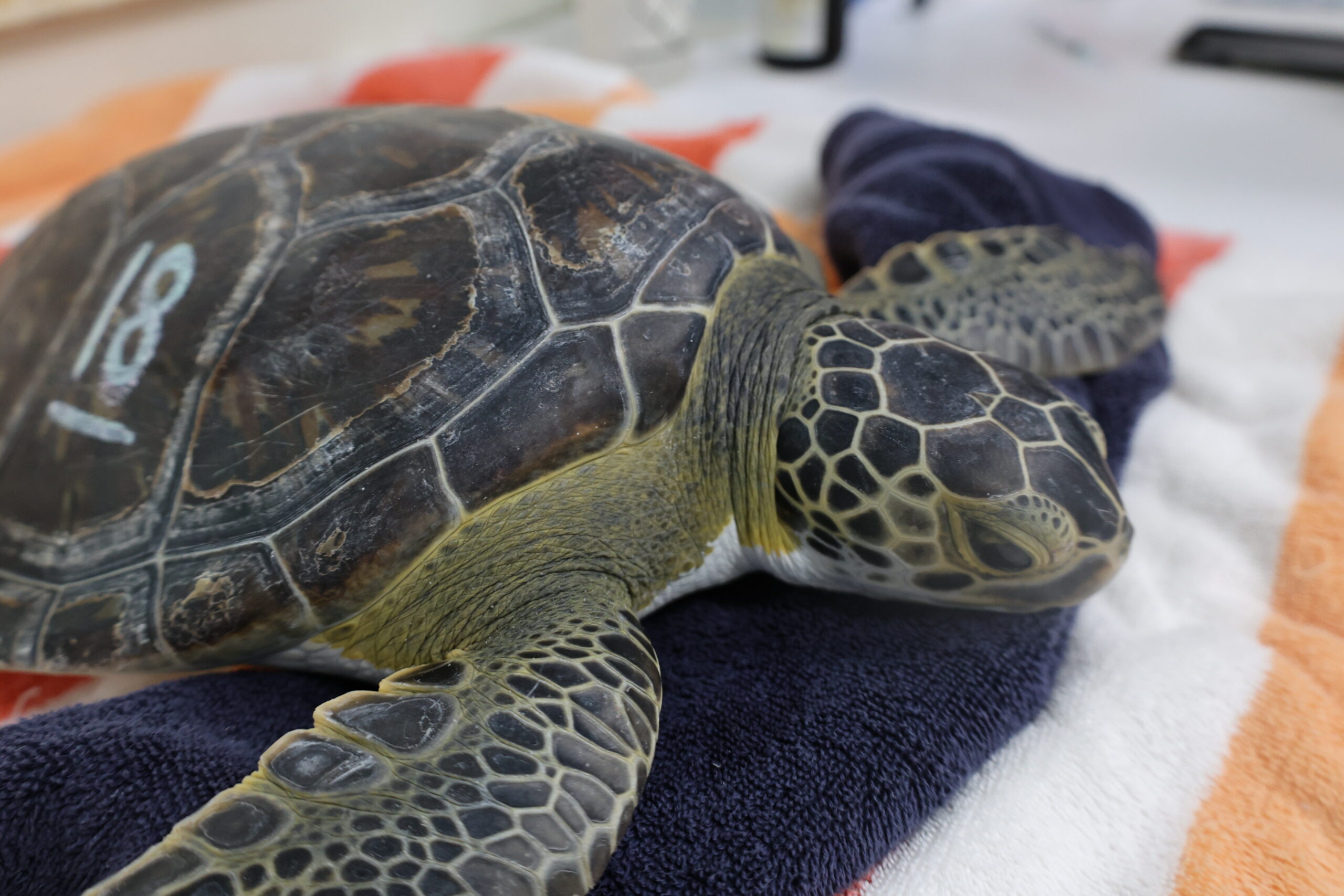 Six cold-stunned turtles to return to ocean following Riverhead rehab stint