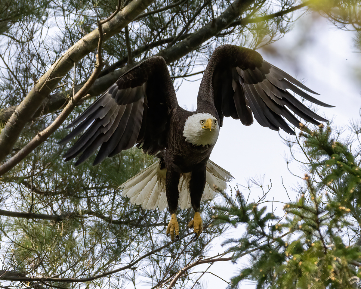 North Fork bald eagles, population rebuild leads to common sightings