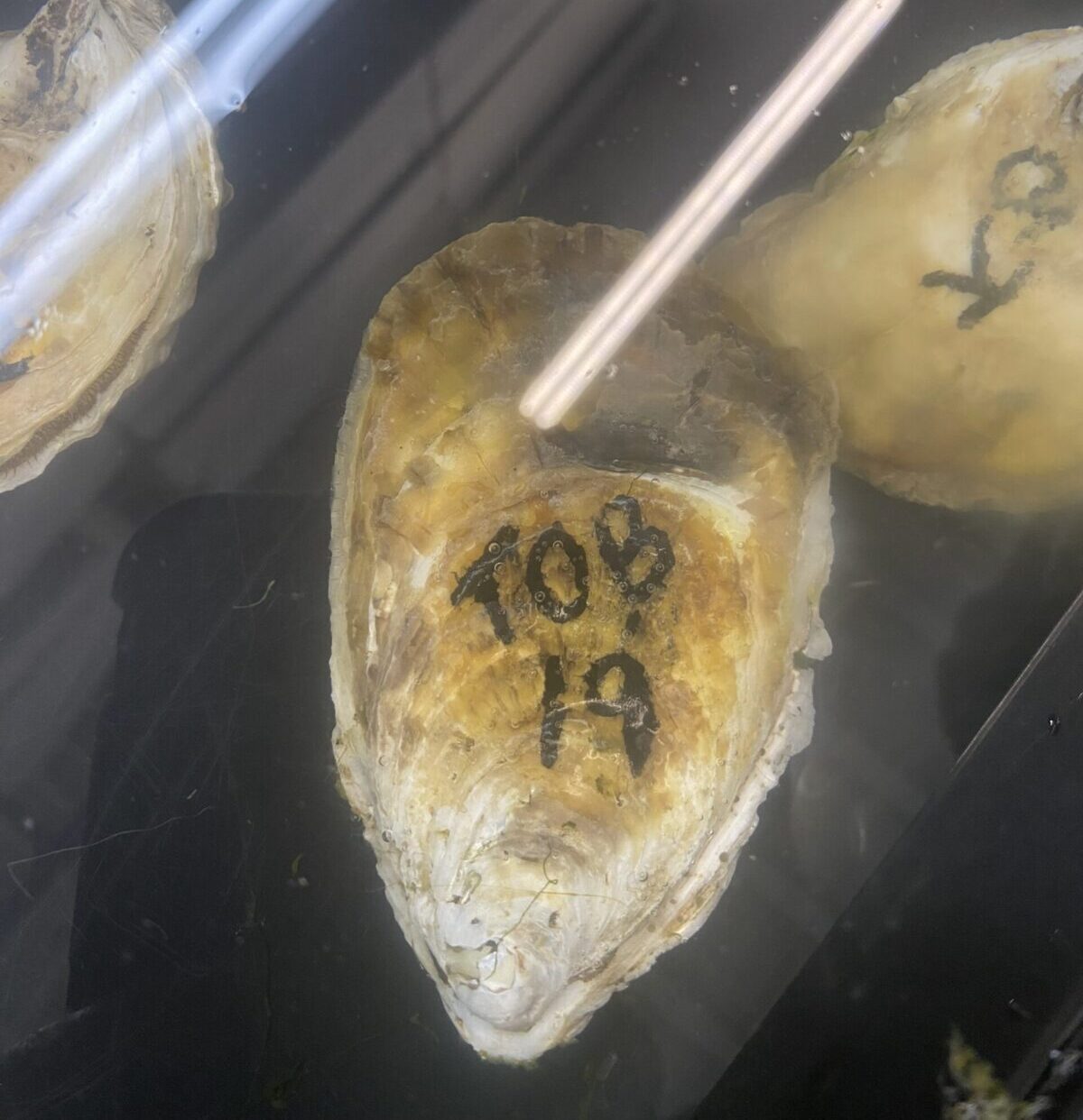 Oyster spawning season kicks off at Cornell Cooperative Extension ...