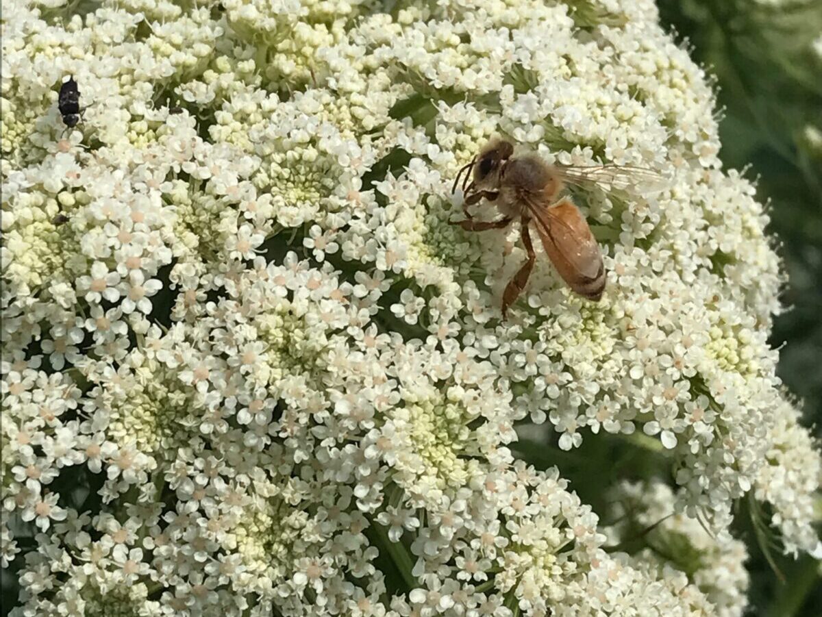 Editorial: The future of farming on the North Fork is being tested