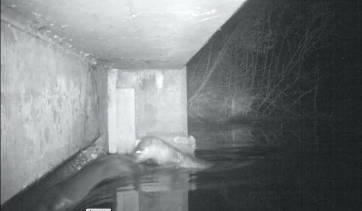 black and white photo of an otter captured by a trail camera