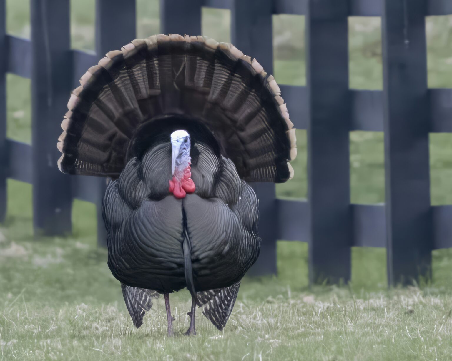 Thanksgiving tales: Every day is Turkey Day on North Fork