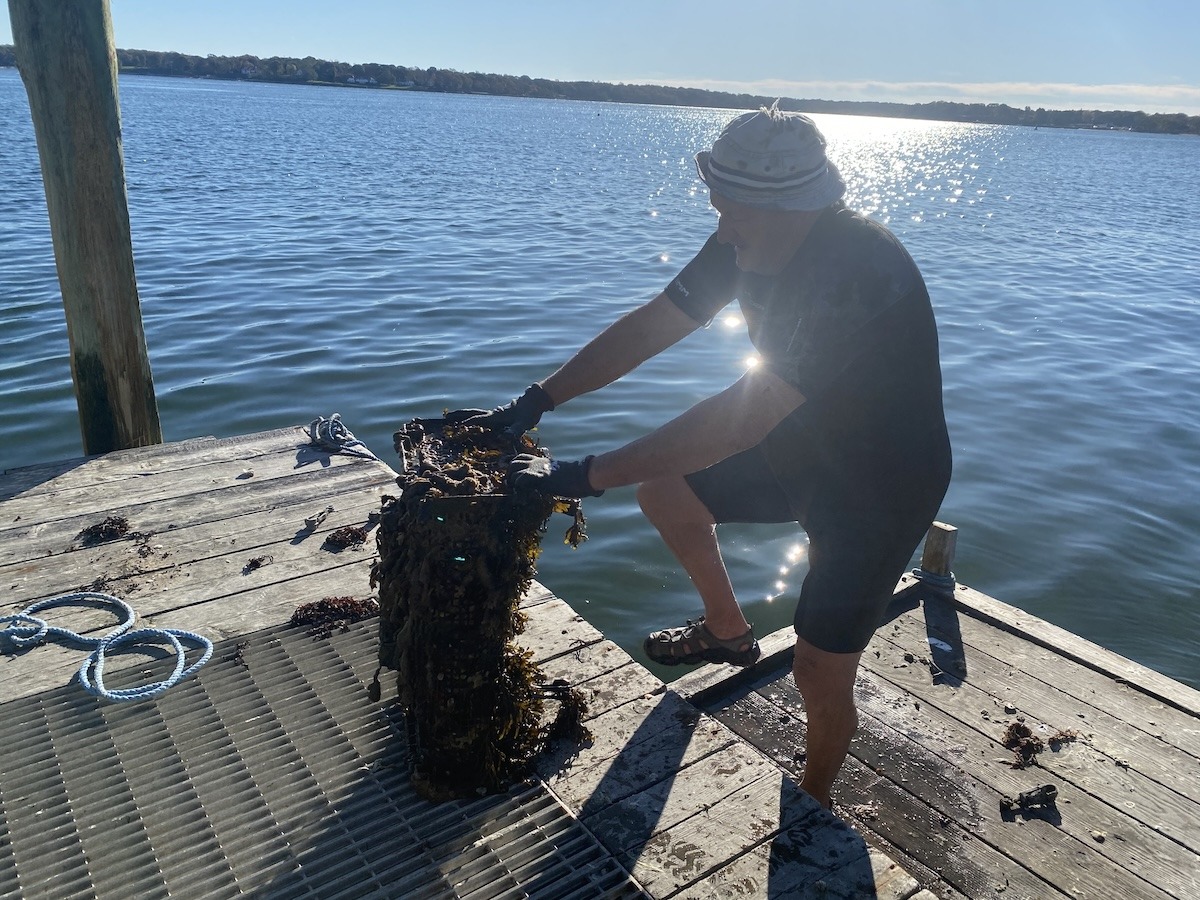 Southold to expand farm advisory committee to include aquaculture