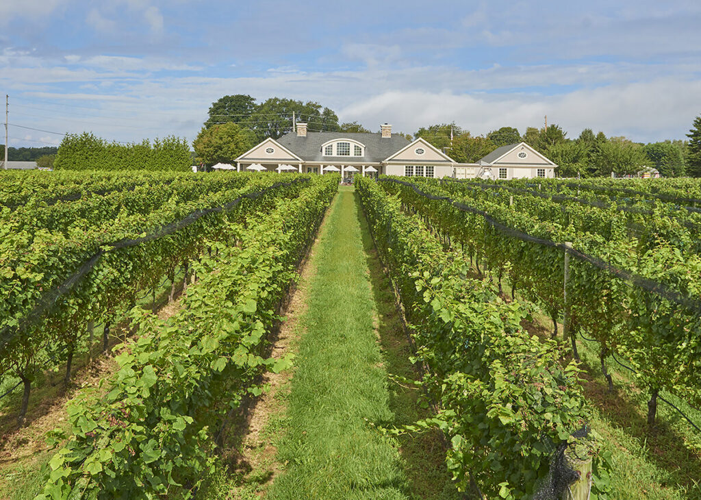 Osprey event returns to Mattituck’s Breakwater Beach