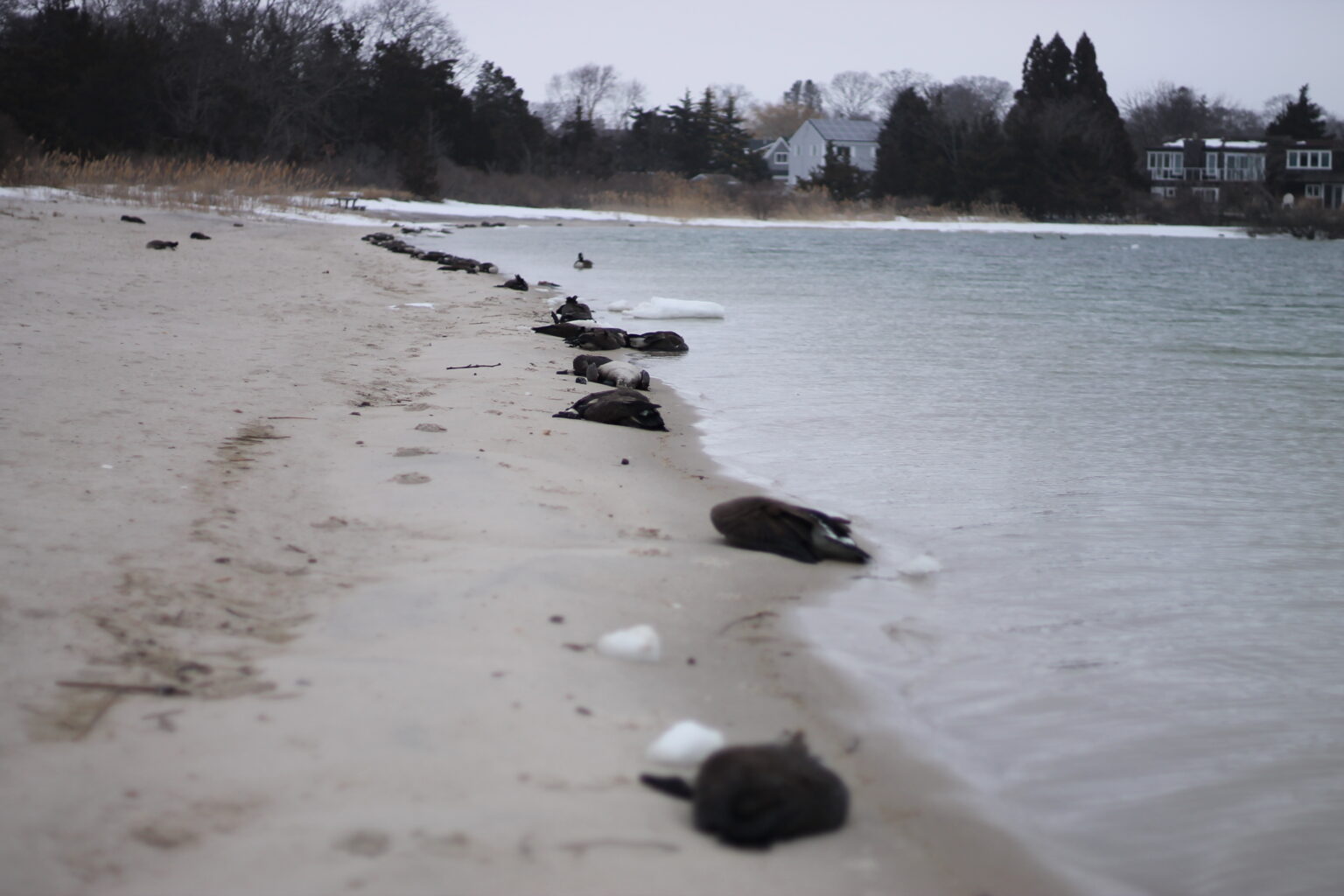 Local waterfowl die-off likely caused by bird flu