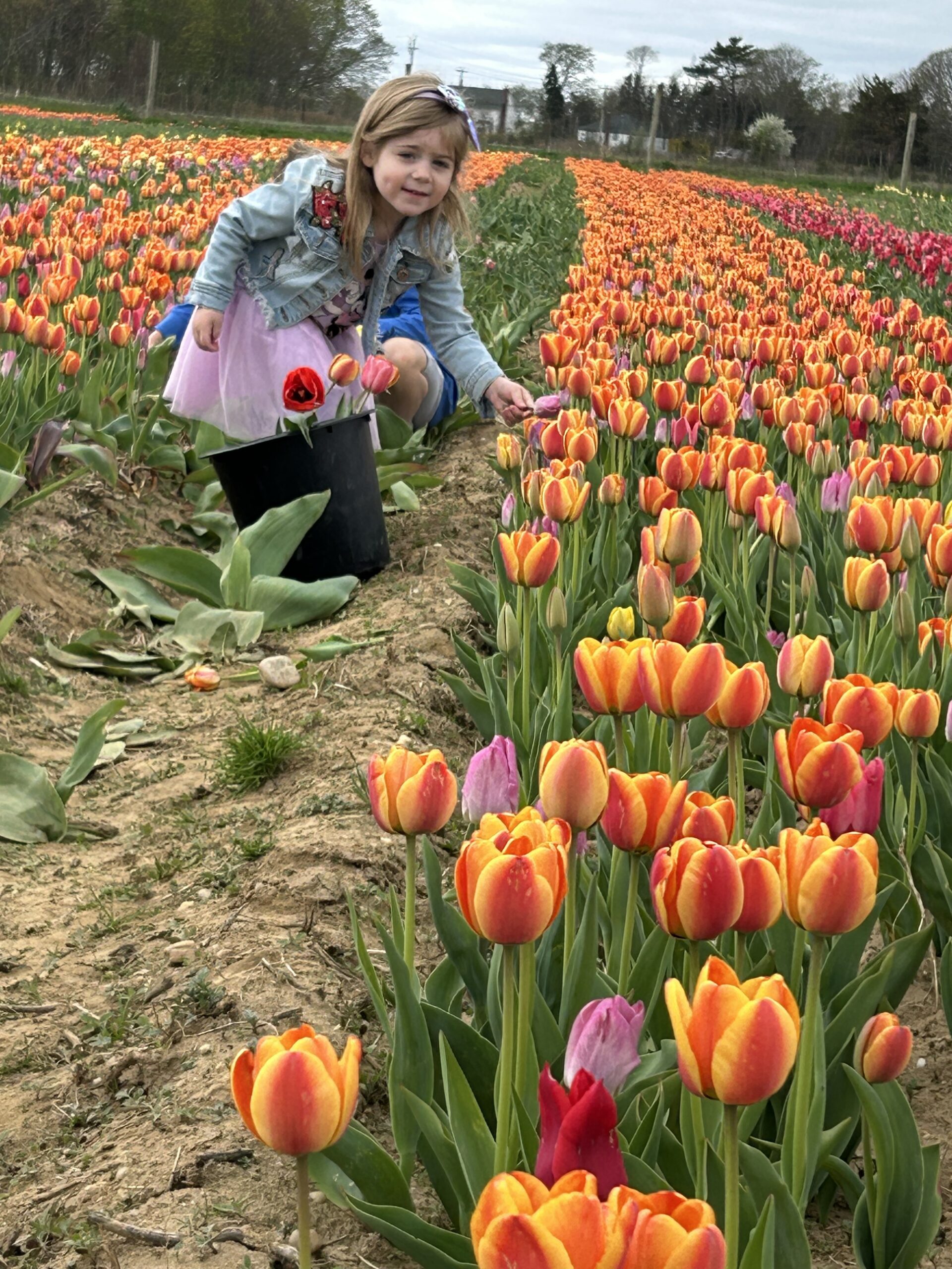 Waterdrinker tulip festival blooms despite gray skies