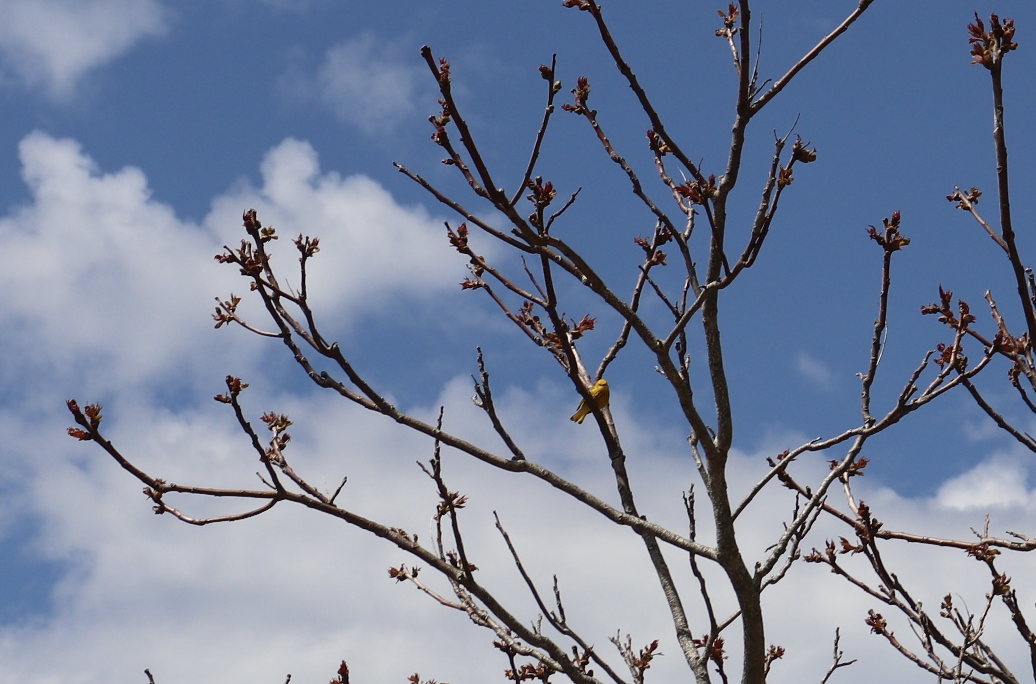 Aquebogue’s Broad Cove Preserve joins New York State Birding Trail