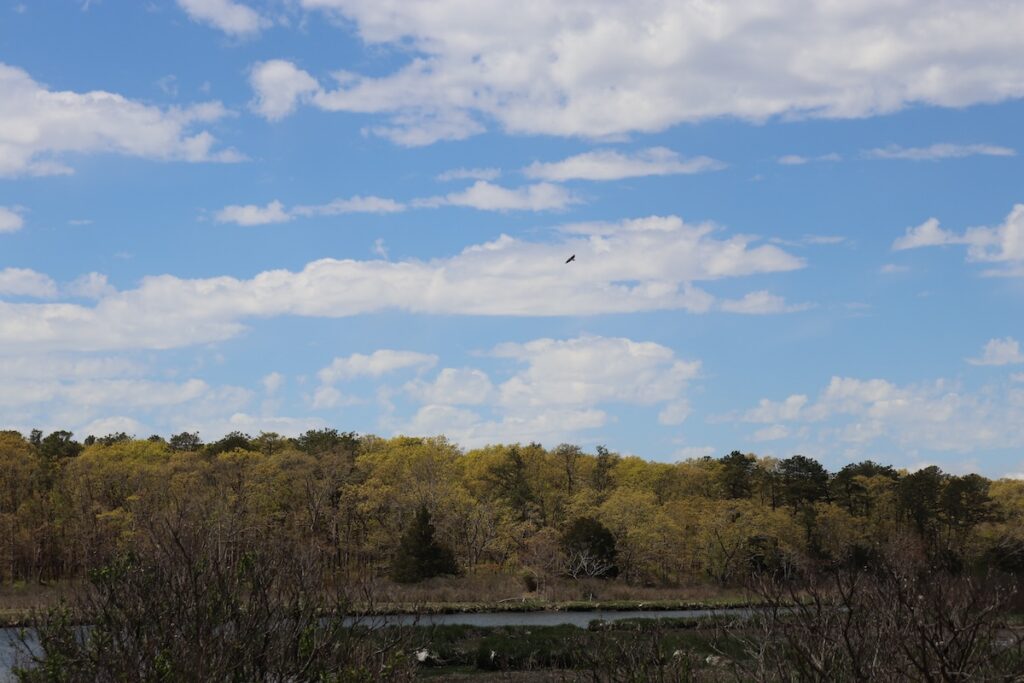 North Fork’s first state birding trail: Broad Cove Preserve