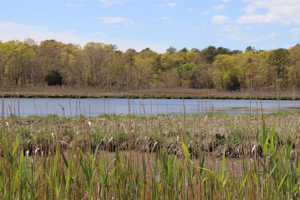 North Fork’s first state birding trail: Broad Cove Preserve