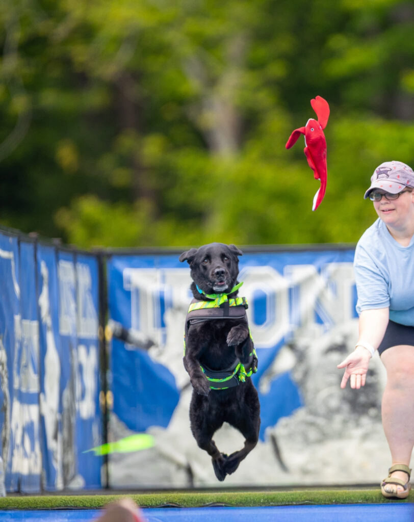 Dog Dock Diving splashes back into Greenport’s Polo Grounds