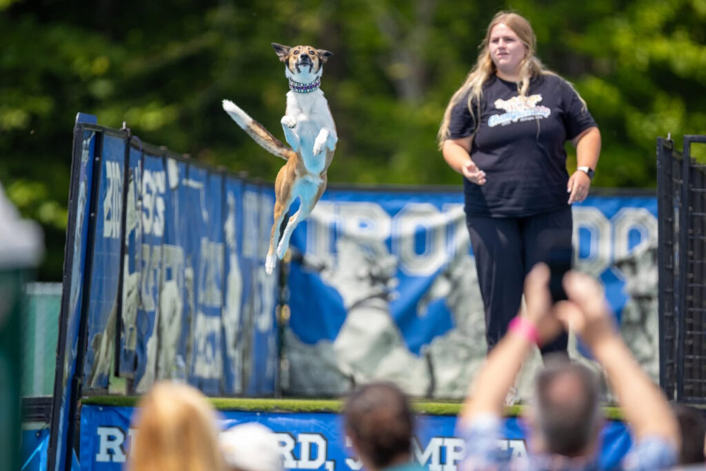 Dog Dock Diving splashes back into Greenport’s Polo Grounds