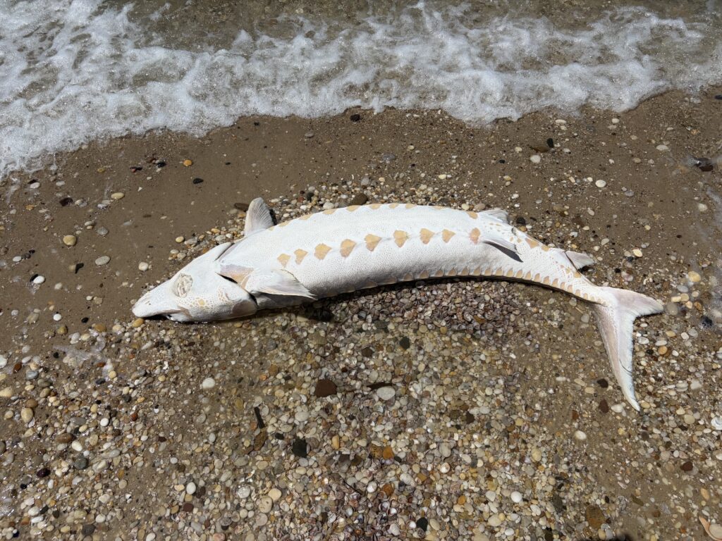 Endangered Atlantic sturgeon found dead at Bailie Beach Endangered Atlantic sturgeon found dead at Bailie Beach