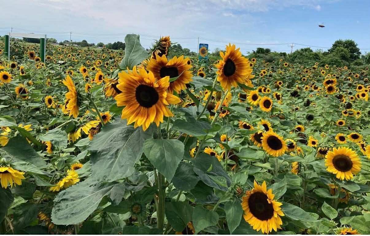 Rottkamp’s Fox Hollow Farm sunflower maze back in bloom after hiatus