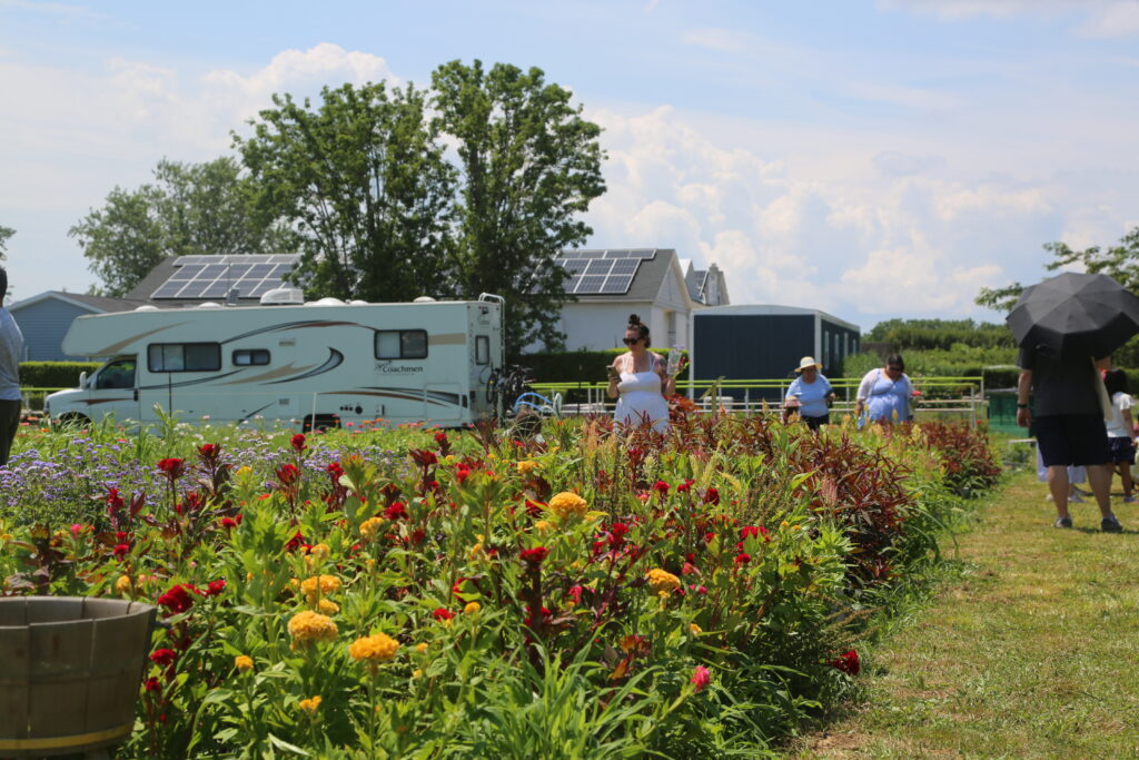 Photo gallery: Flowers, pickleball and classic cars offer sights and sounds of summer weekend on North Fork