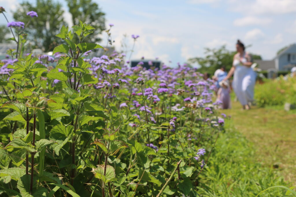 Photo gallery: Flowers, pickleball and classic cars offer sights and sounds of summer weekend on North Fork