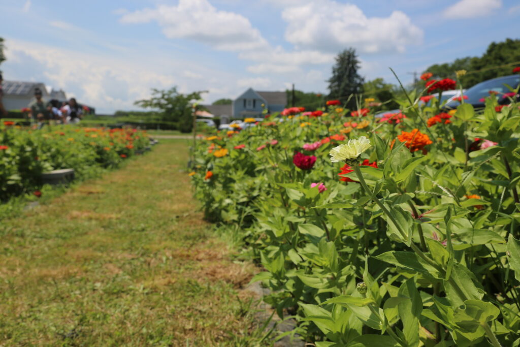Photo gallery: Flowers, pickleball and classic cars offer sights and sounds of summer weekend on North Fork