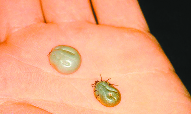Tick Injection Tick target: New Lyme vaccine in clinical trials - Shelter Island ...
