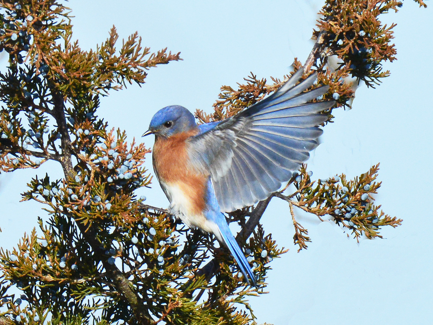 Bluebird of happiness - Shelter Island Reporter Archives