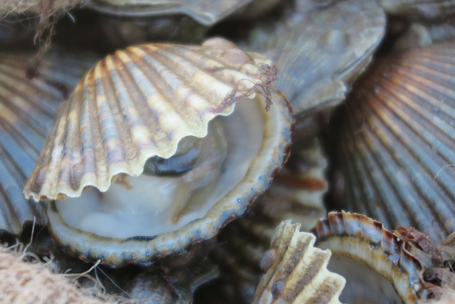 Slim pickings on Scallop Opening Day 2022 Shelter Island Reporter