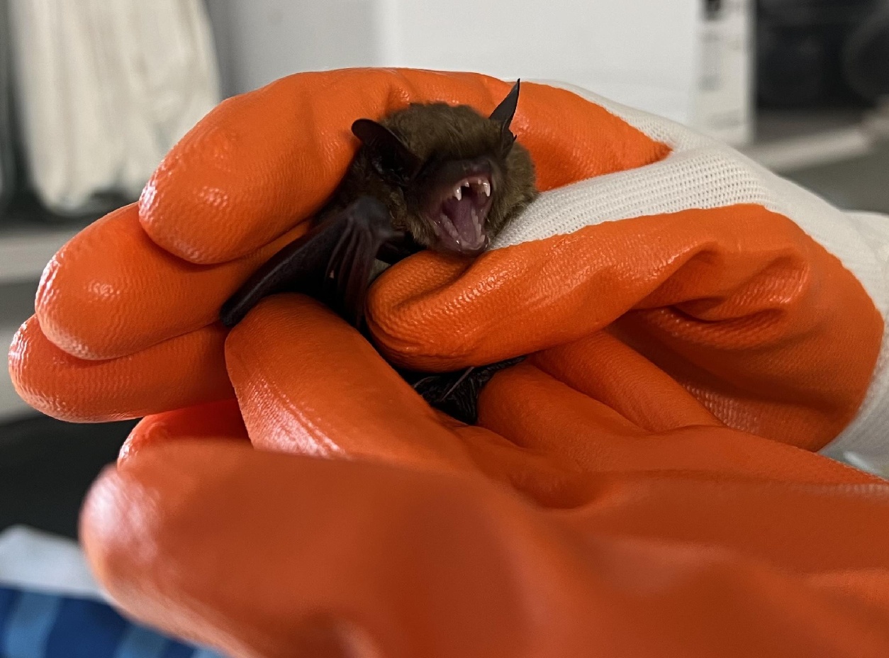 Going bats: Animal Control Officer Zahler rescues the critters ...