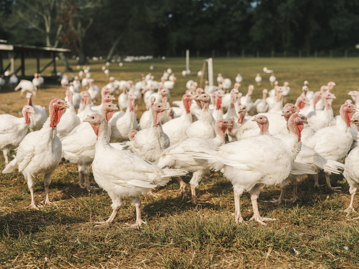 Home On The Free Range A Multi generational Farming Family Raises 