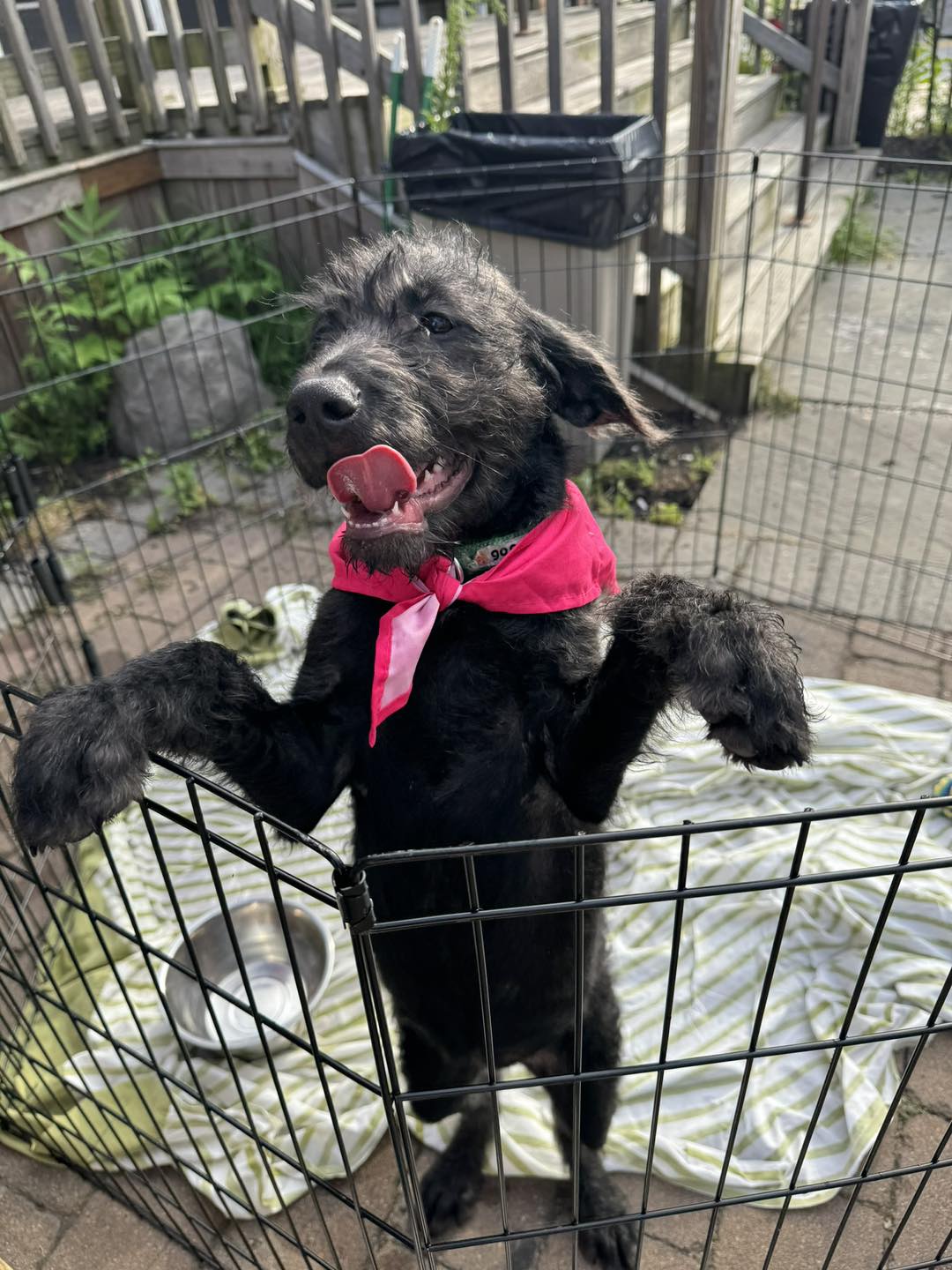 North Fork Animal Welfare Leagues Photos with Santa! Northforker
