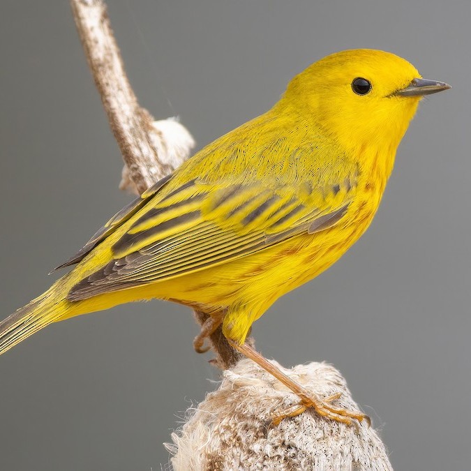 Monitoring the Migration: Observations and Identification